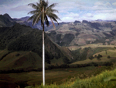 Palma del Quindio, Colombia