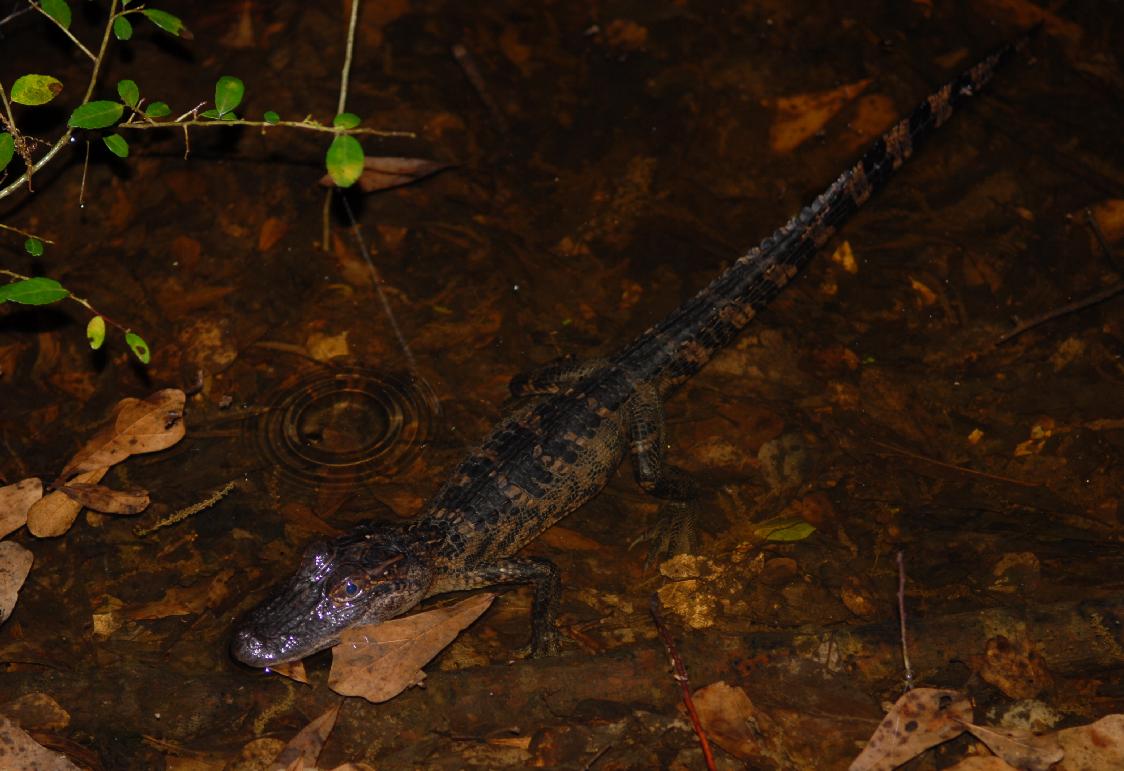 Baby American Alligator at Brazos Bend State Park