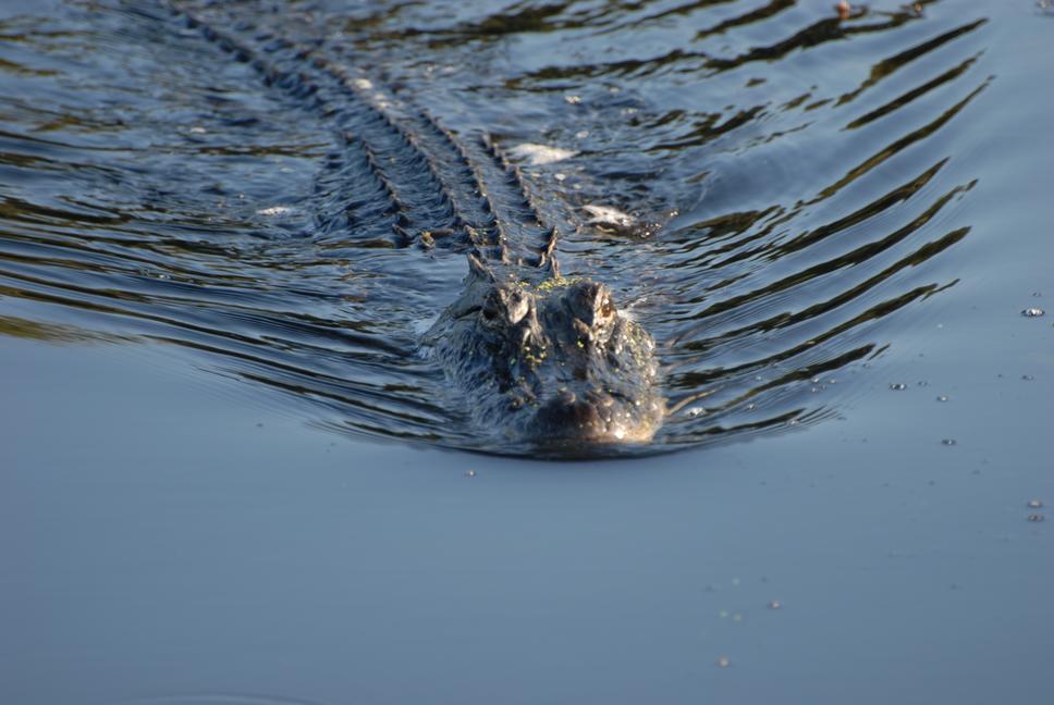 American Alligator at Brazos Bend State Park