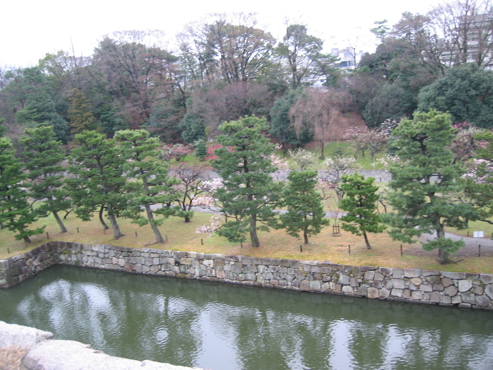 Cherry Blossoms 1