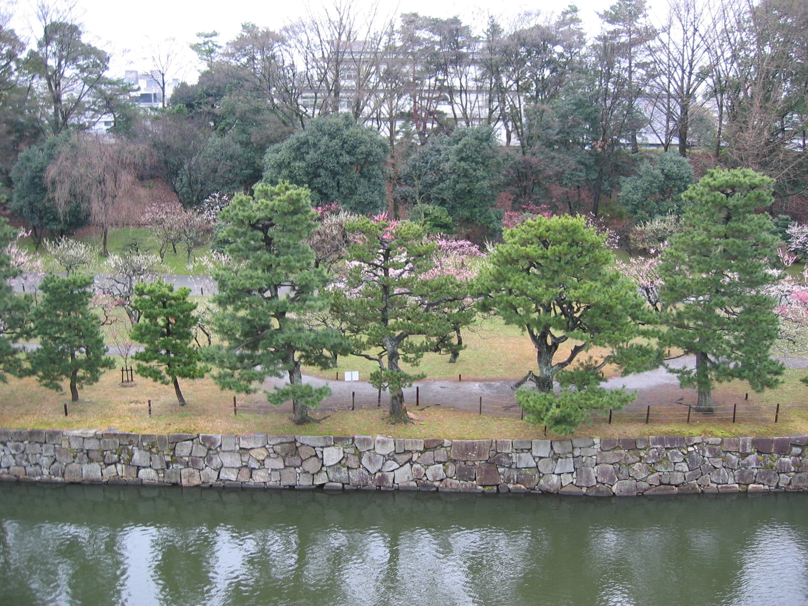 Cherry Blossoms 2