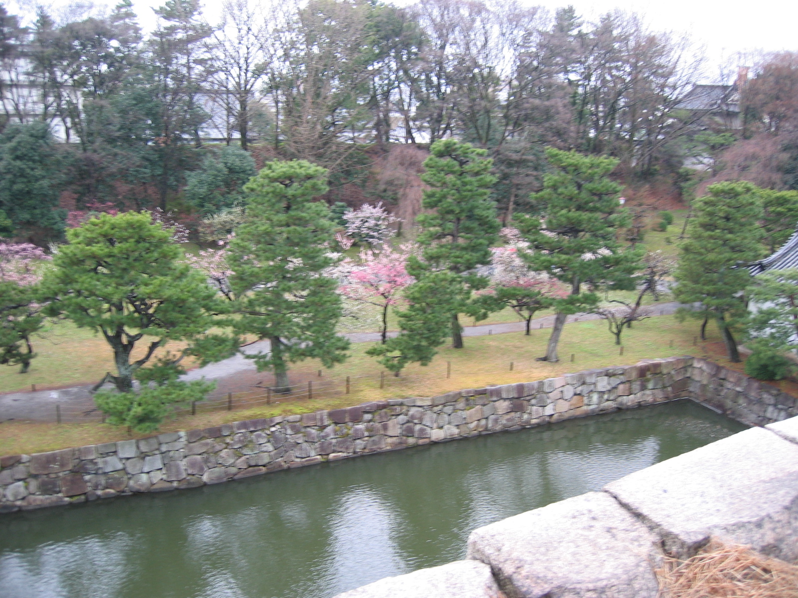 Cherry Blossoms 3