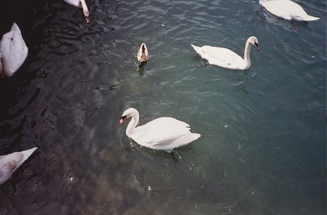 Swans