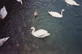 Swans