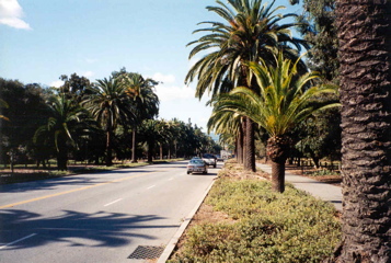 palmdrive