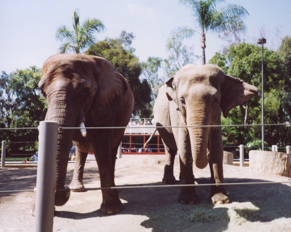 elephants
