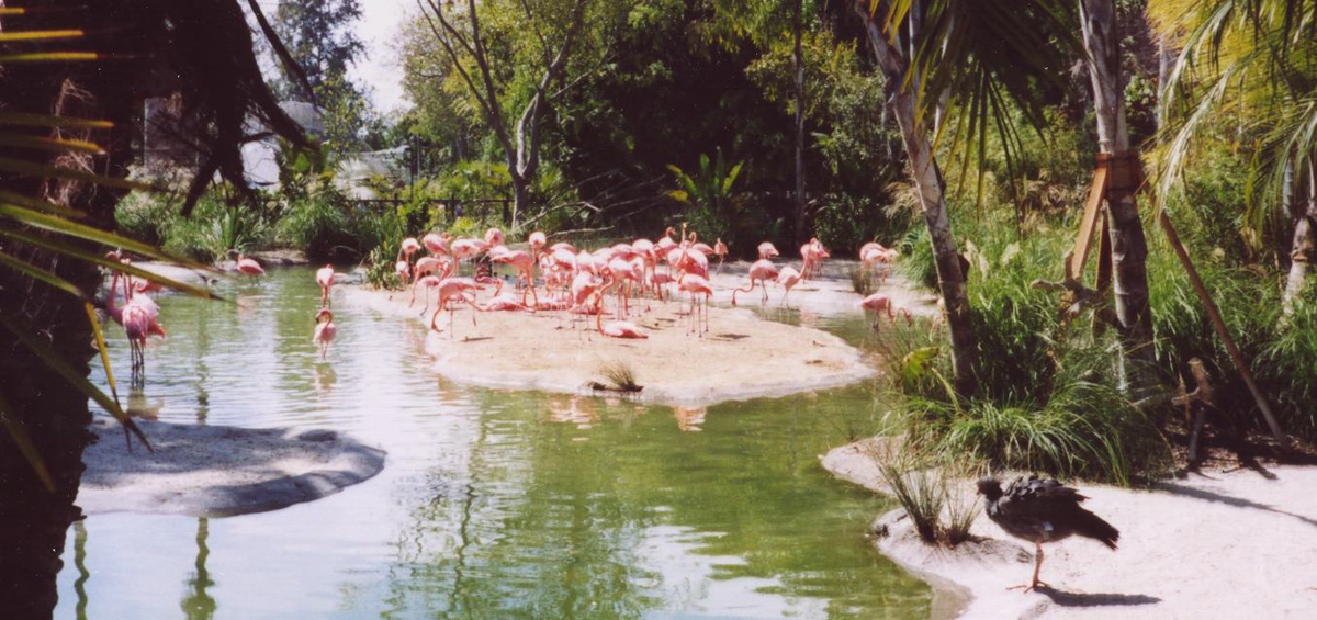flamingos