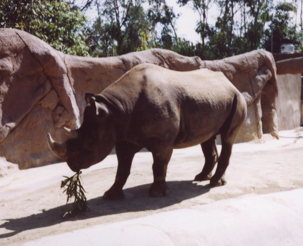 rhino