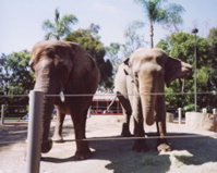 elephants