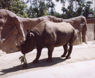 rhino